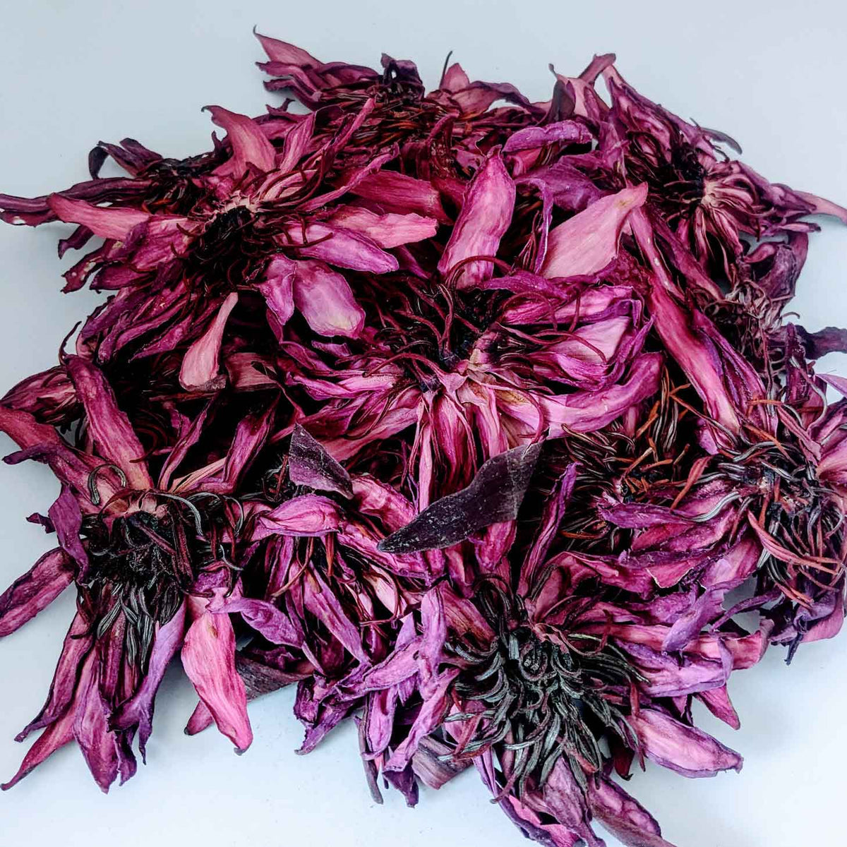 Red Lotus